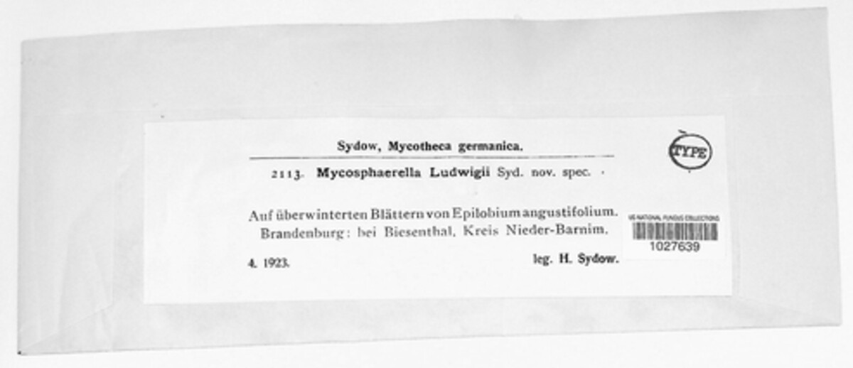 Mycosphaerella ludwigii image